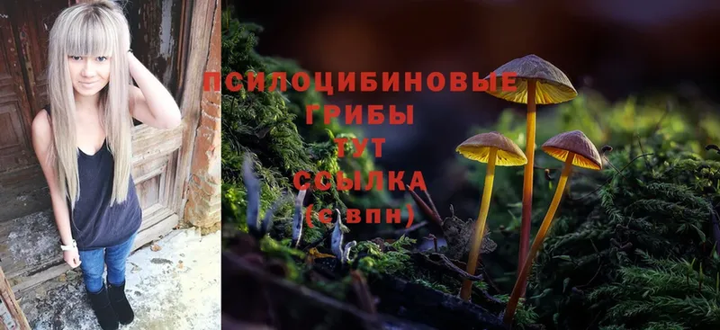 магазин  наркотиков  гидра как войти  Псилоцибиновые грибы Psilocybe  Городовиковск 